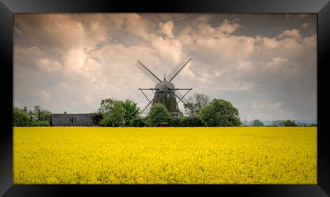 Rapeseed Field and Windmill in Sweden Pano Framed Print by Antony McAulay