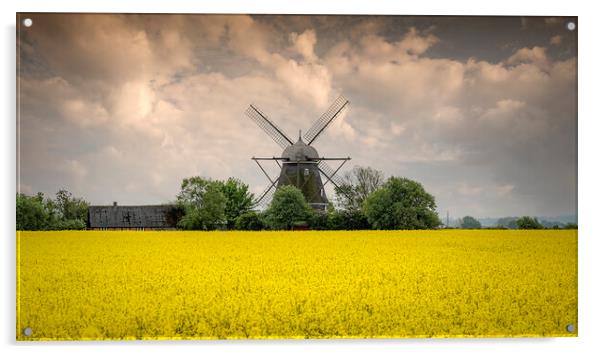 Rapeseed Field and Windmill in Sweden Pano Acrylic by Antony McAulay