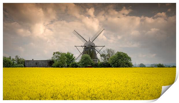 Rapeseed Field and Windmill in Sweden Pano Print by Antony McAulay