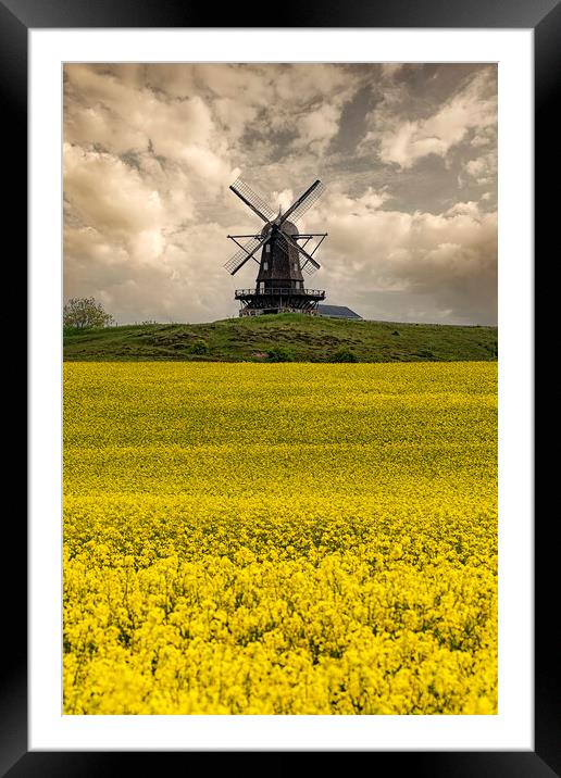 Rapeseed Field and Windmill in Sweden Framed Mounted Print by Antony McAulay