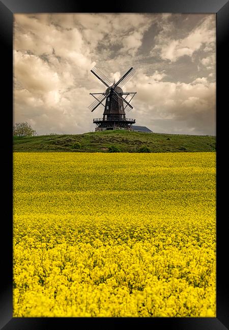 Rapeseed Field and Windmill in Sweden Framed Print by Antony McAulay