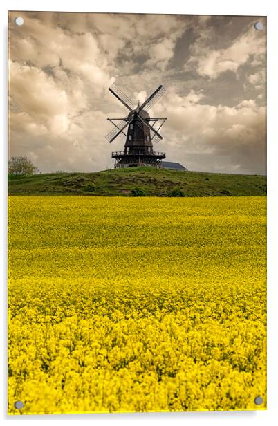 Rapeseed Field and Windmill in Sweden Acrylic by Antony McAulay