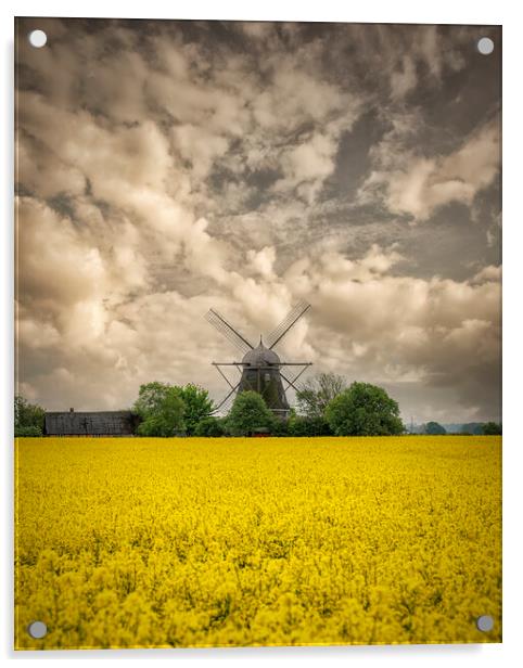 Rapeseed Field and Windmill Acrylic by Antony McAulay
