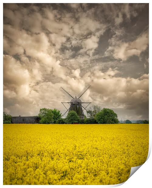 Rapeseed Field and Windmill Print by Antony McAulay