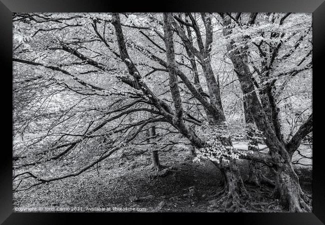 Whispers of Glendalough - C1605-5635-BW Framed Print by Jordi Carrio