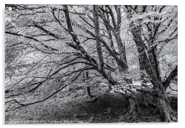 Whispers of Glendalough - C1605-5635-BW Acrylic by Jordi Carrio