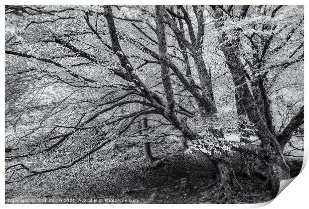 Whispers of Glendalough - C1605-5635-BW Print by Jordi Carrio