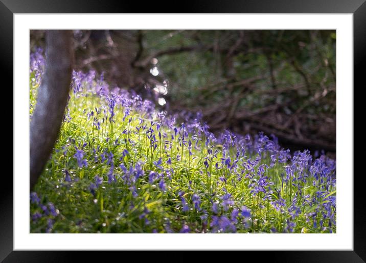 Bluebells on the Riverbank Framed Mounted Print by Mark Jones