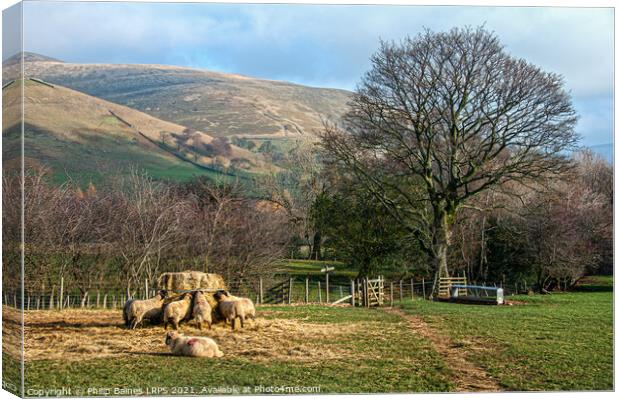 Feeding Sheep at Edale Canvas Print by Philip Baines