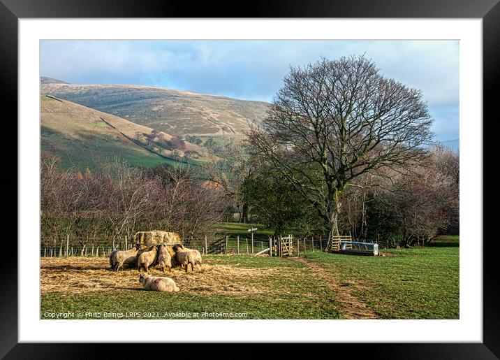 Feeding Sheep at Edale Framed Mounted Print by Philip Baines