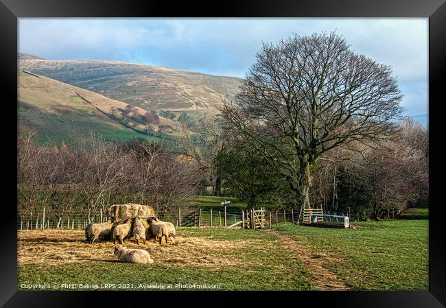Feeding Sheep at Edale Framed Print by Philip Baines