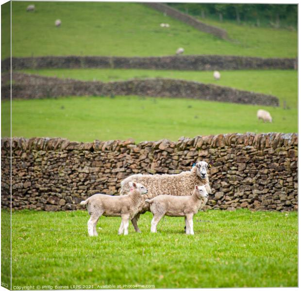 Sheep at Edale Canvas Print by Philip Baines