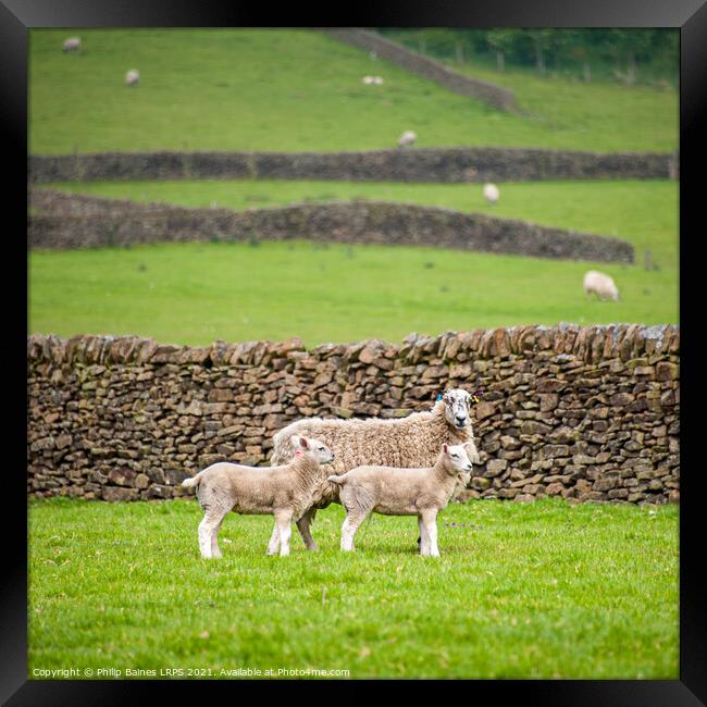 Sheep at Edale Framed Print by Philip Baines