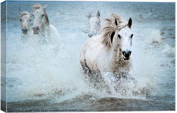 White Camargue Horses' Coastal Charge Canvas Print by David Tyrer