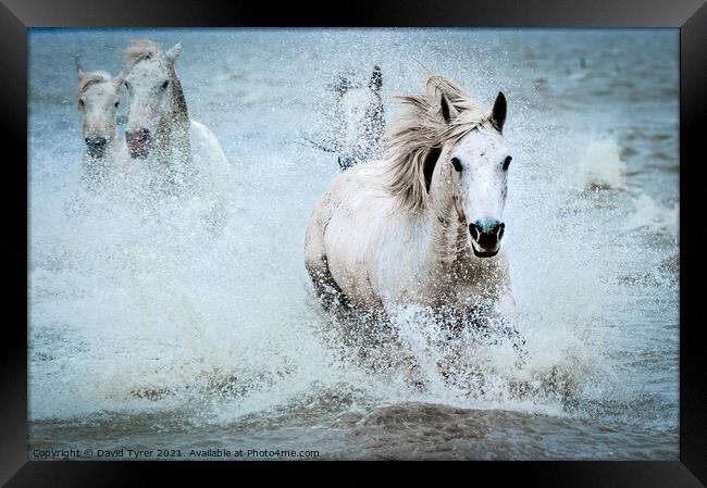 White Camargue Horses' Coastal Charge Framed Print by David Tyrer
