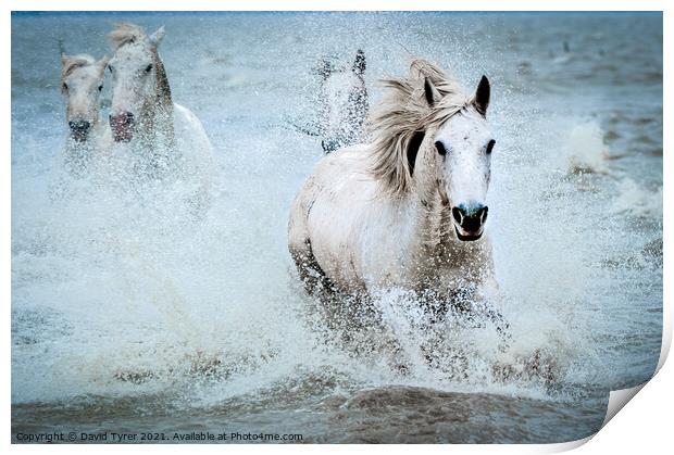 White Camargue Horses' Coastal Charge Print by David Tyrer