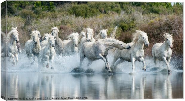 Riveting Camargue Equine Showdown Canvas Print by David Tyrer