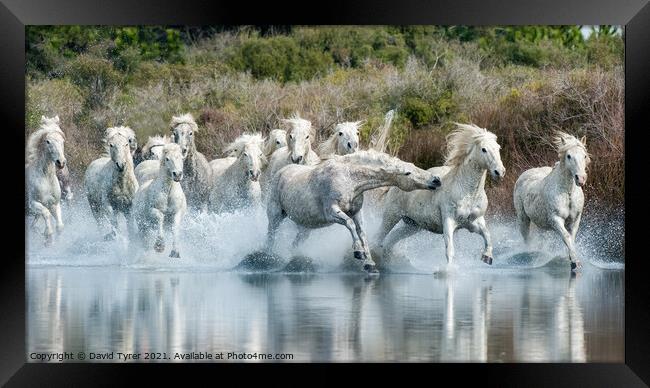 Riveting Camargue Equine Showdown Framed Print by David Tyrer