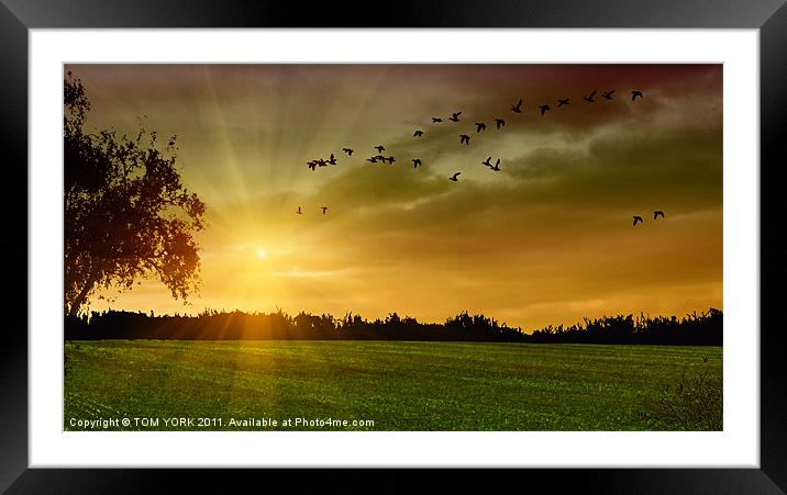 THE SUN'S LAST RAYS Framed Mounted Print by Tom York