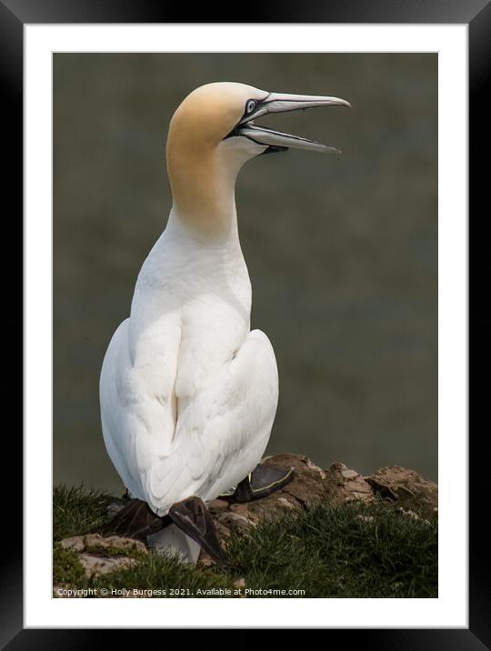 Gannets seabird  Framed Mounted Print by Holly Burgess