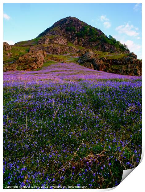 Rannerdale Bluebells, Lake District Print by Nigel Wilkins