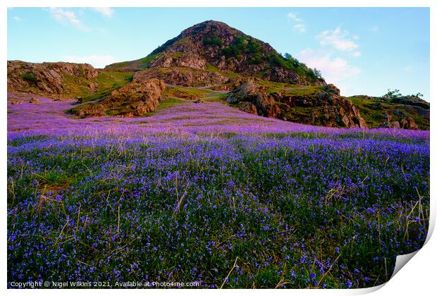 Rannerdale Bluebells, Lake District Print by Nigel Wilkins