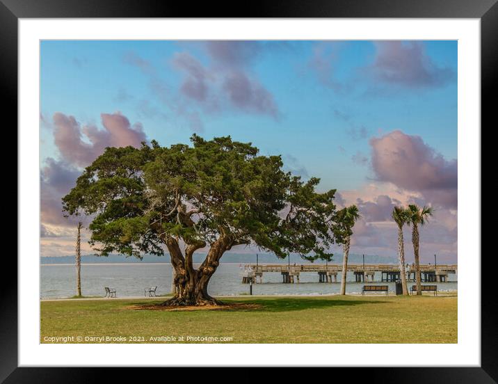 Ancient old oak tree by a pier and park Framed Mounted Print by Darryl Brooks