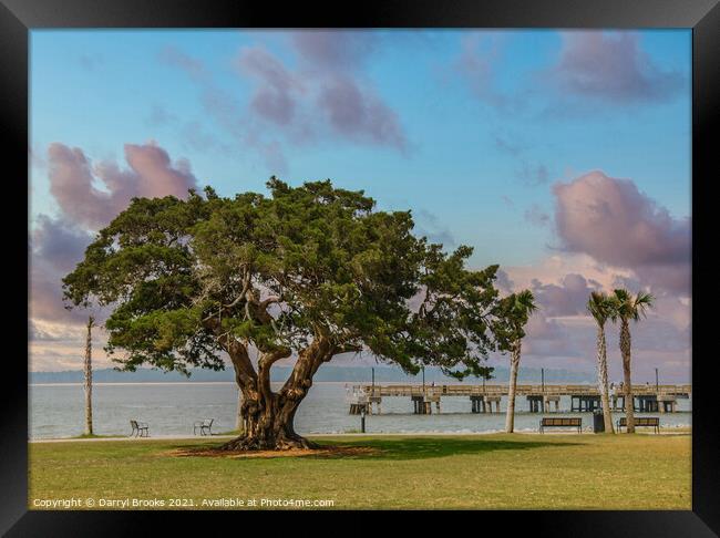 Ancient old oak tree by a pier and park Framed Print by Darryl Brooks