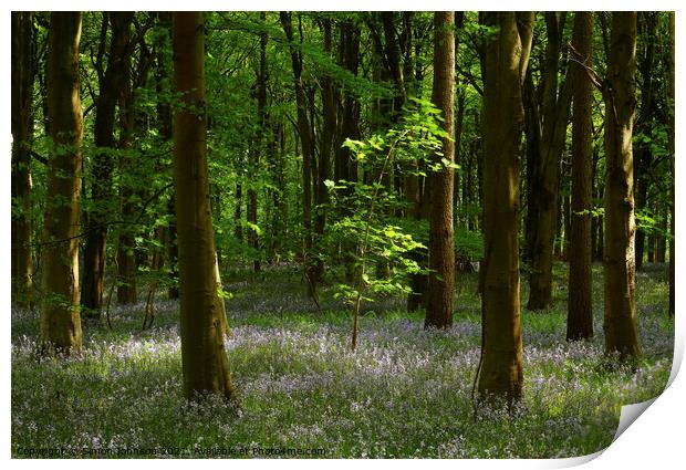 bnluebell wood Print by Simon Johnson