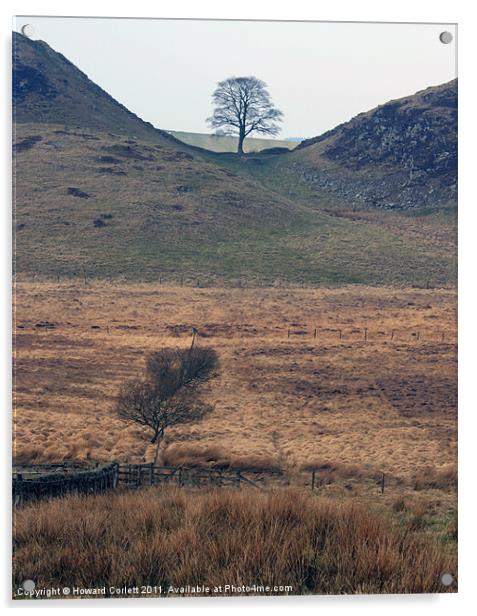 Sycamore Gap, Northumberland Acrylic by Howard Corlett