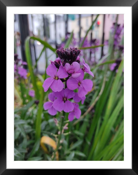 a bunch of Dame's Rocket flower or commonly known as damask-violet, dame's-violet, dames-wort, dame's gilliflower, .. Framed Mounted Print by Anish Punchayil Sukumaran