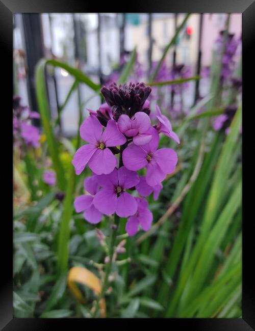 a bunch of Dame's Rocket flower or commonly known as damask-violet, dame's-violet, dames-wort, dame's gilliflower, .. Framed Print by Anish Punchayil Sukumaran