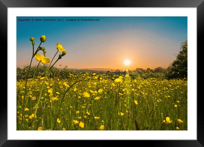 Buttercup Dawn Framed Mounted Print by Alison Chambers