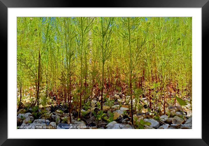 Garden Forest Framed Mounted Print by Philip Gough