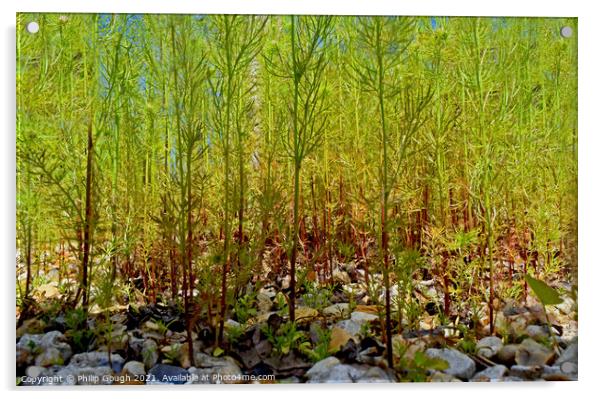 Garden Forest Acrylic by Philip Gough