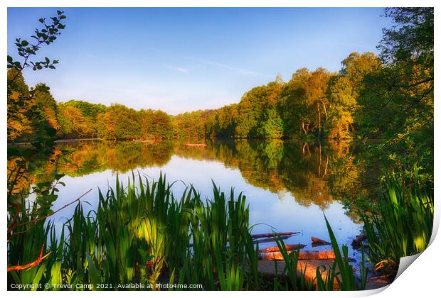 Coppice Pond - Early Summer Print by Trevor Camp