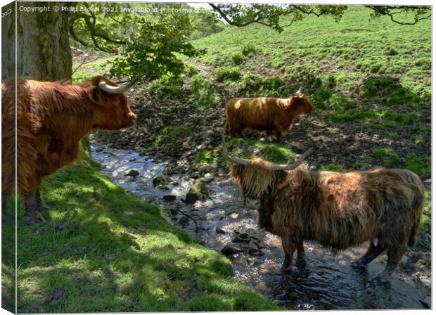 A herd of Highland Cattle in a Stream Canvas Print by Philip Brown