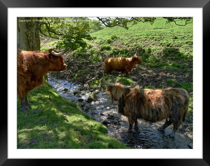 A herd of Highland Cattle in a Stream Framed Mounted Print by Philip Brown