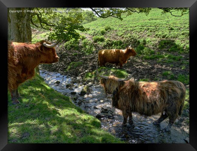 A herd of Highland Cattle in a Stream Framed Print by Philip Brown