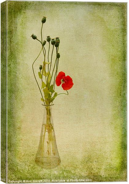 Poppy Canvas Print by Ann Garrett