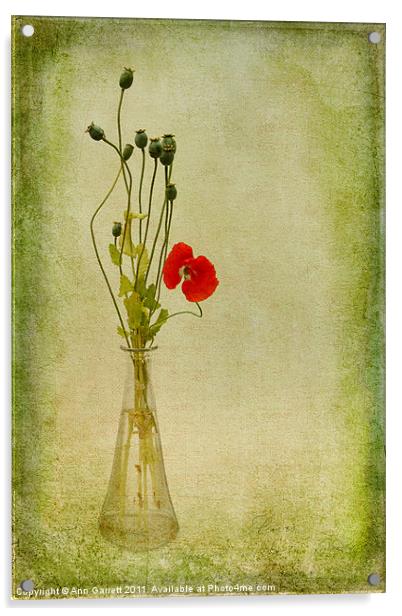 Poppy Acrylic by Ann Garrett