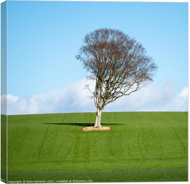 Solitary Tree Canvas Print by Ross Cameron