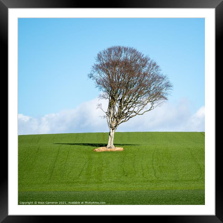 Solitary Tree Framed Mounted Print by Ross Cameron