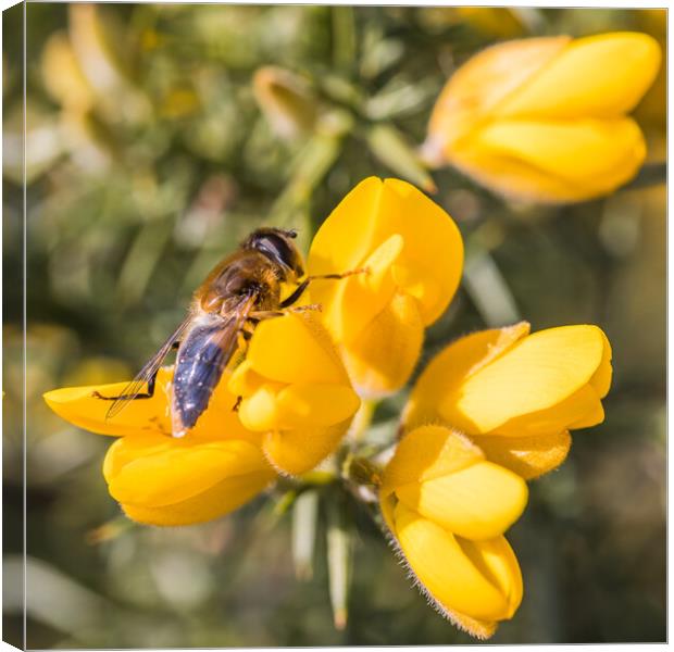 Bee landing on a yellow gorse flower Canvas Print by Jason Wells