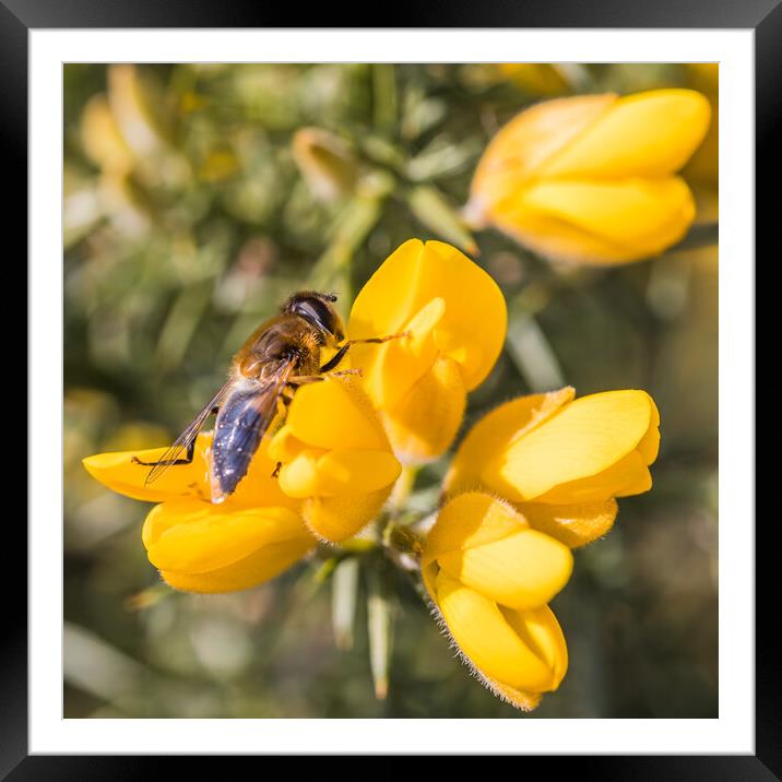 Bee landing on a yellow gorse flower Framed Mounted Print by Jason Wells