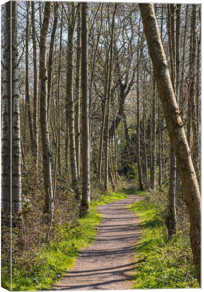 Pathway through Boilton Wood Canvas Print by Jason Wells