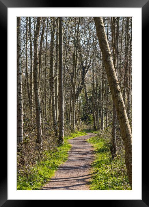 Pathway through Boilton Wood Framed Mounted Print by Jason Wells
