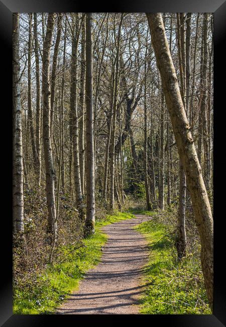 Pathway through Boilton Wood Framed Print by Jason Wells