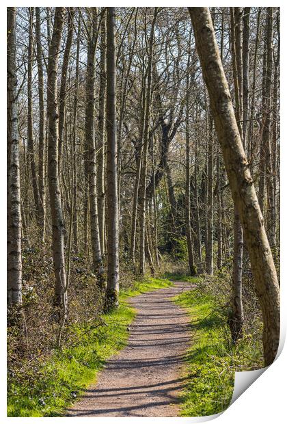 Pathway through Boilton Wood Print by Jason Wells