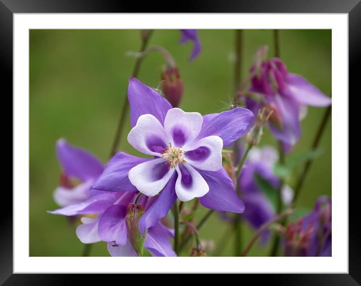 Aquilegia in bloom Framed Mounted Print by Roy Hinchliffe